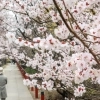 thumbnail - ‘봄이 활짝’… 벚꽃 핀 윤중로