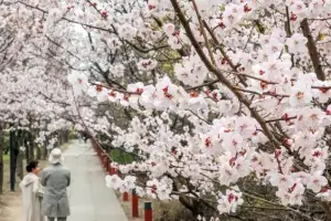 thumbnail - ‘봄이 활짝’… 벚꽃 핀 윤중로