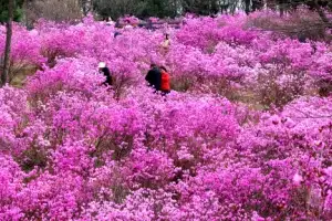 thumbnail - ‘분홍 물결’ 진달래꽃 만개