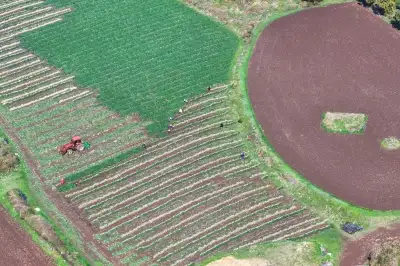 thumbnail - 제주 조생양파 수확 한창