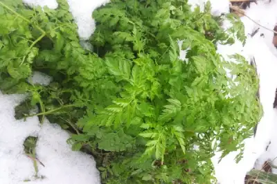 thumbnail - 산나물인 줄 알고 먹었는데 ‘독초’?…봄철 산나물 채취 주의