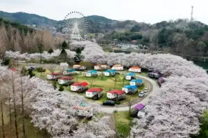 thumbnail - 우치공원 벚꽃 만발