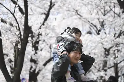 thumbnail - 벚꽃 아래  꽃 피는 아빠와의 추억