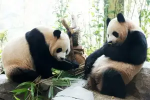 thumbnail - 쌍둥이 판다 ‘우리 1000일 됐어요’