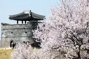 thumbnail - 벚꽃 만개한 수원화성