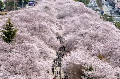 thumbnail - 진해군항제 벚꽃 터널