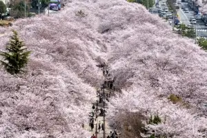 thumbnail - 진해군항제 벚꽃 터널