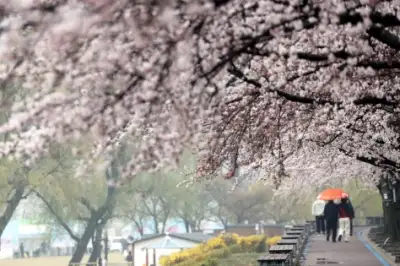 thumbnail - 비와 벚꽃