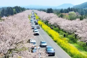 thumbnail - 활짝 핀 봄