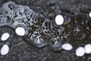 thumbnail - 아침 기온 뚝… 벚꽃 가고 때늦은 꽃샘추위