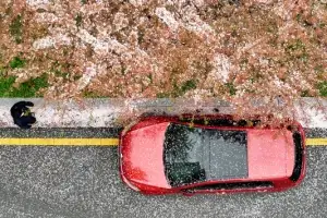 thumbnail - 봄비에 벌써 ‘벚꽃 엔딩’