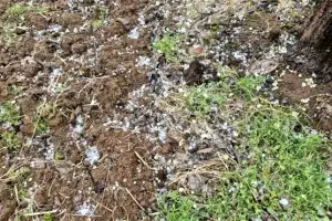 thumbnail - 봄비와 함께 쏟아진 ‘우박’