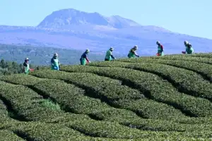 thumbnail - 한라산 자락서 해차 수확