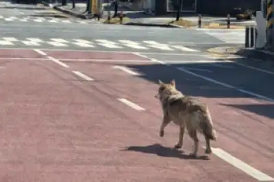 thumbnail - 오월드 탈출해 거리 배회하는 늑대