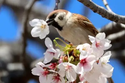 thumbnail - 벚꽃 입에 문 참새
