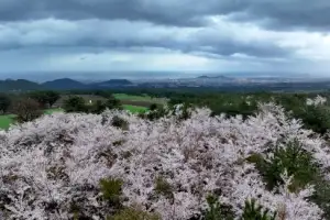 thumbnail - 호우특보 내려진 제주