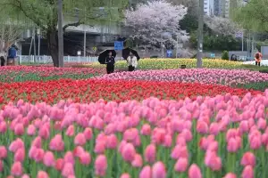 thumbnail - 봄비에 더 활짝 피어난 화명생태공원 튤립