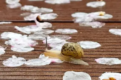 thumbnail - 벚꽃길 산책하는 달팽이