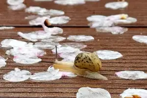 thumbnail - 벚꽃길 산책하는 달팽이