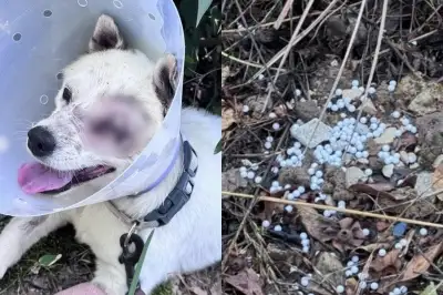 thumbnail - 비비탄 난사에 ‘안구 적출’…반려견 ‘비비탄 테러’ 20대들 결국