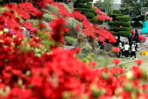 thumbnail - ‘선홍빛 물결’ 철쭉 만개