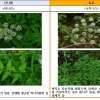 thumbnail - “직접 따온 두릅이야” 잘못 먹었다간 큰일…봄철 독초 주의보