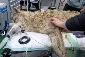 thumbnail - ‘늑구’ 안전히 생포