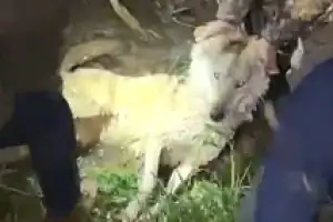 thumbnail - ‘늑구’ 포획 순간