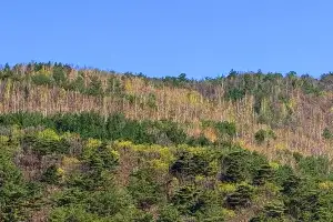 thumbnail - 맑은 하늘 아래 피어난 봄