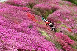 thumbnail - 철쭉 사이로