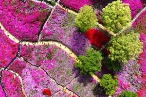 thumbnail - 철쭉 사이로