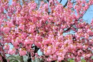 thumbnail - 화사한 겹벚꽃