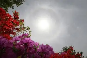 thumbnail - 붉은 꽃 위로 뜬 ‘해무리’