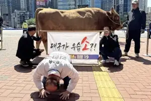 thumbnail - 소 끌고 나와 큰절