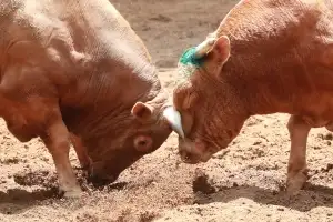 thumbnail - 전통문화 계승 vs 동물학대 반대… 소싸움 딜레마에 빠진 지자체들