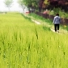 thumbnail - 청보리밭 사잇길 산책