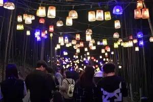 thumbnail - 빛으로 피어난 ‘천년의 대숲’… 담양대나무축제, 희망 전한다