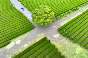 thumbnail - 봄이 그린 녹차밭