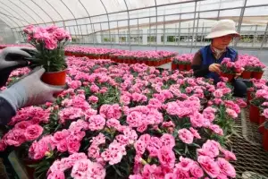 thumbnail - 쓰레기 소각열로 재배한 카네이션