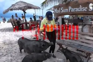 thumbnail - 고통에 병원서 눈물…‘환승연애’ 출연자 ‘돼지 물림’ 사고 충격