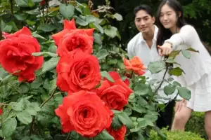 thumbnail - “활짝 핀 장미 보러 오세요~”