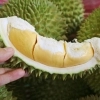 thumbnail - “술 안주로 ‘두리안’ 먹다 호흡부전으로 응급실行”…‘사망 속설’ 나온 까닭