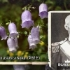 thumbnail - “‘우리나라 꽃’을 일본인 이름 따서 불렀다고?”…‘치욕의 역사’ 씻어낸 사연