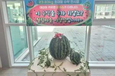 thumbnail - “초1 여아 몸무게”…창원서 23.63㎏ 슈퍼수박 등장