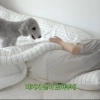 촬영 중 제작진 쓰러졌는데 “개침대 눕혔다”