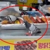 thumbnail - “한국 맞아?” 노점 핫도그 쪼아먹는 비둘기들…길거리 음식 위생 ‘경악’ (영상)
