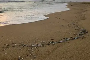 thumbnail - 경포해변 멸치떼 대량 발견