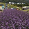 thumbnail - 스키장의 여름