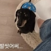 “발 씻었다” 김연아, 반려견 발로 ‘쓰담쓰담’ 영상에 갑론을박