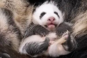 thumbnail - 무럭무럭 자란 ‘막둥이’ 아기 판다